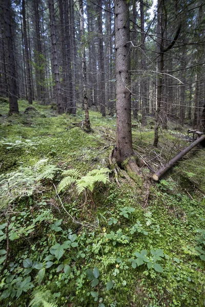 Ukrayna Karpatlarının Dağ Ormanı.