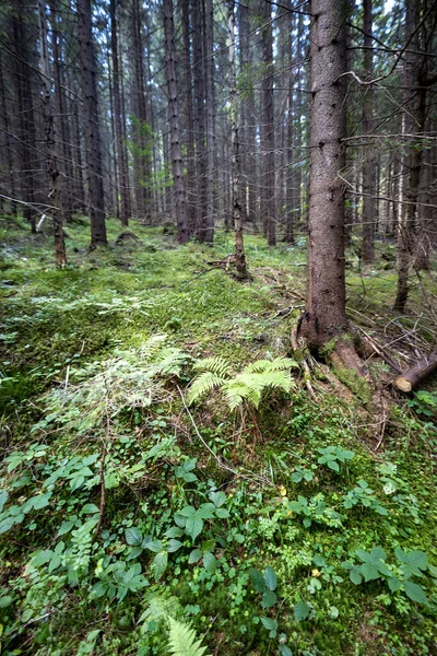 Ukrayna Karpatlarının Dağ Ormanı.