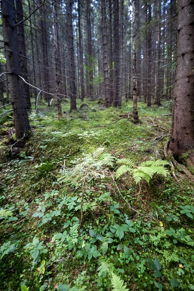 Ukrayna Karpatlarının Dağ Ormanı.