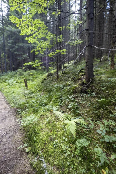 Ukrayna Karpatlarının Dağ Ormanı.