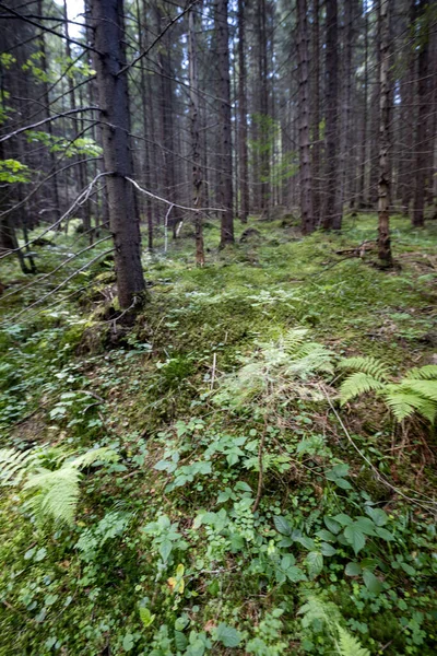 Ukrayna Karpatlarının Dağ Ormanı.