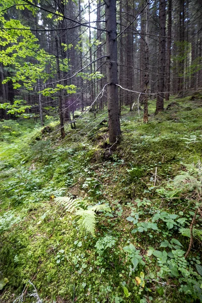 Ukrayna Karpatlarının Dağ Ormanı.