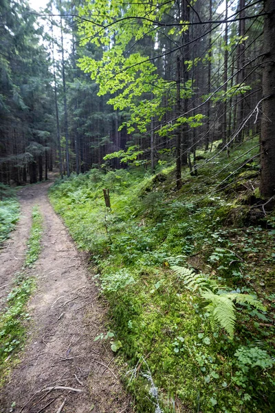 Ukrayna Karpatlarının Dağ Ormanı.