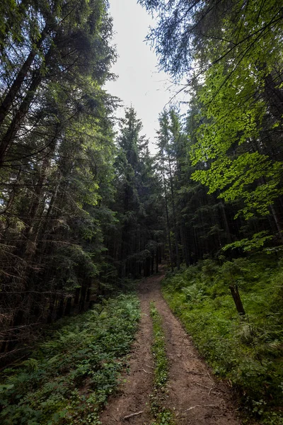 Bir yaz günü Ukrayna Karpatları 'nda toprak dağ yolu.