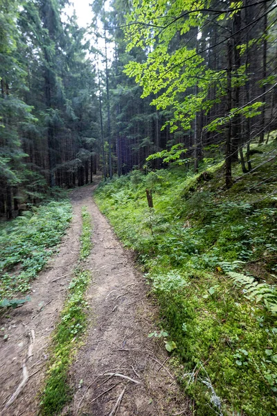 Bir yaz günü Ukrayna Karpatları 'nda toprak dağ yolu.