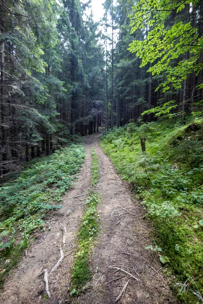 Bir yaz günü Ukrayna Karpatları 'nda toprak dağ yolu.