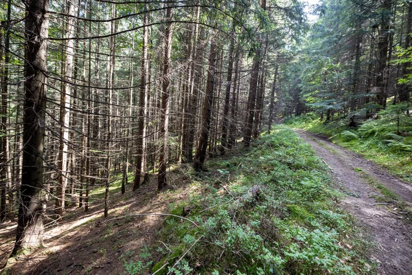 stock image Mountain forest in the Ukrainian Carpathians.