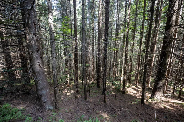 Ukrayna Karpatlarının Dağ Ormanı.