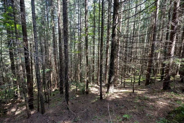 Ukrayna Karpatlarının Dağ Ormanı.