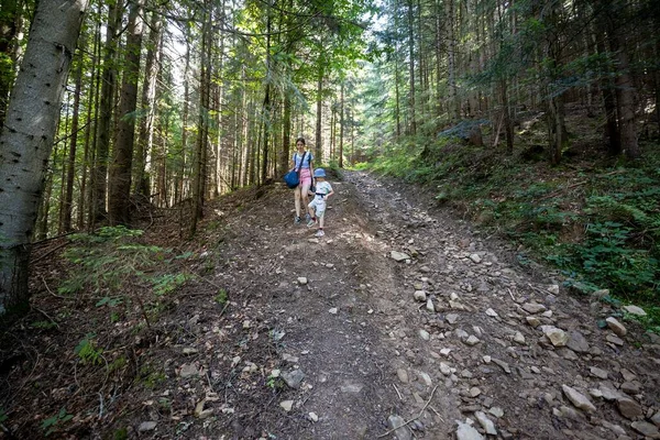 Ukrayna Karpatlarının Dağ Ormanı.