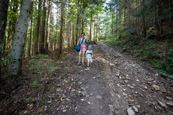 Ukrayna Karpatlarının Dağ Ormanı.