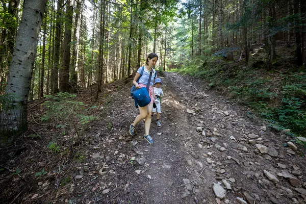 Ukrayna Karpatlarının Dağ Ormanı.