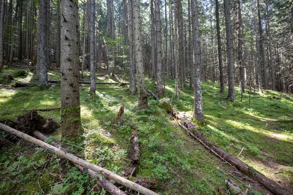 Bosque Montaña Los Cárpatos Ucranianos — Foto de Stock