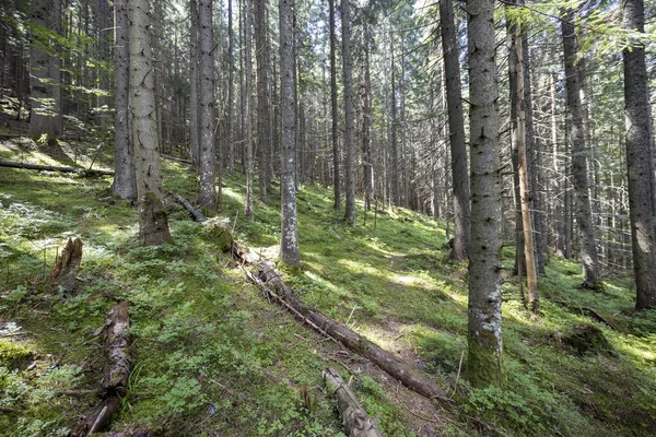 Bosque Montaña Los Cárpatos Ucranianos — Foto de Stock