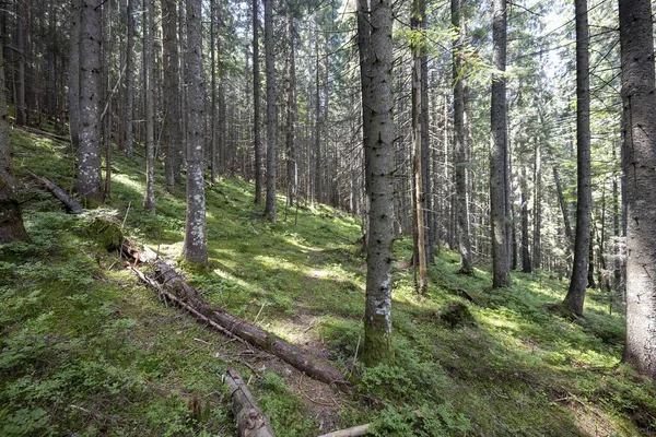 Ukrayna Karpatlarının Dağ Ormanı.