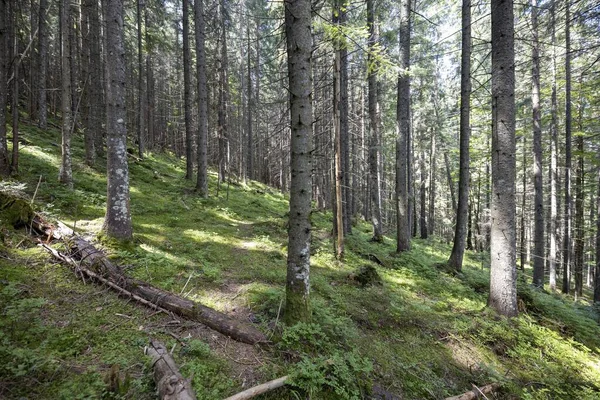 Ukrayna Karpatlarının Dağ Ormanı.