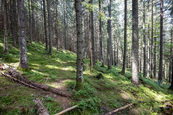 Ukrayna Karpatlarının Dağ Ormanı.