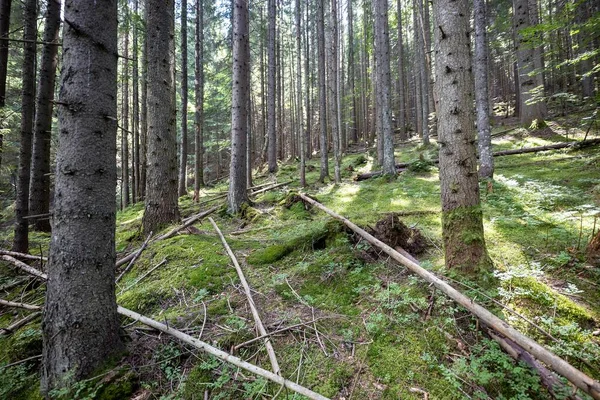 Ukrayna Karpatlarının Dağ Ormanı.