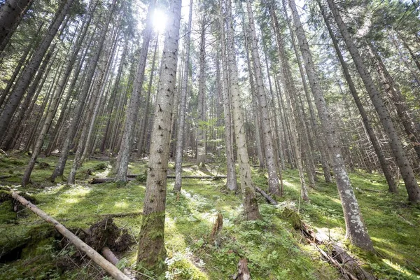 Ukrayna Karpatlarının Dağ Ormanı.