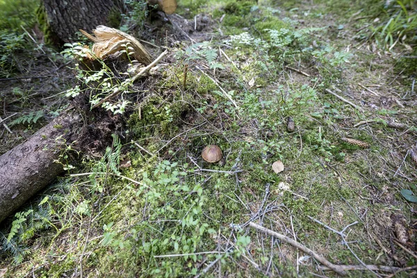 Bir yaz günü dağ ormanında mantar. Makro görünümü kapat.