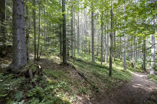 Ukrayna Karpatlarının Dağ Ormanı.