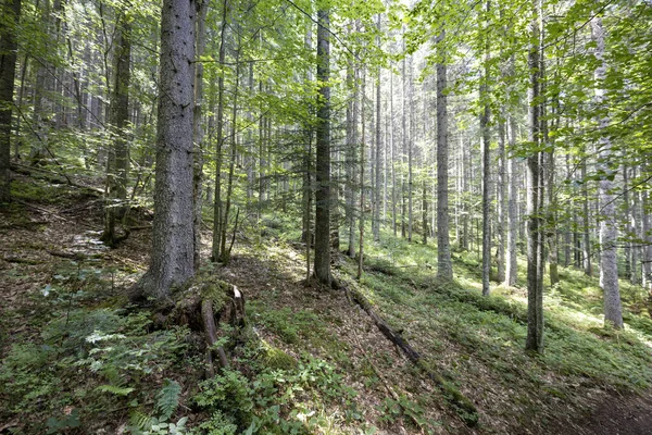 Ukrayna Karpatlarının Dağ Ormanı.
