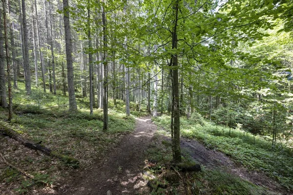 Ukrayna Karpatlarının Dağ Ormanı.