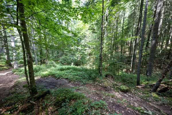 Ukrayna Karpatlarının Dağ Ormanı.