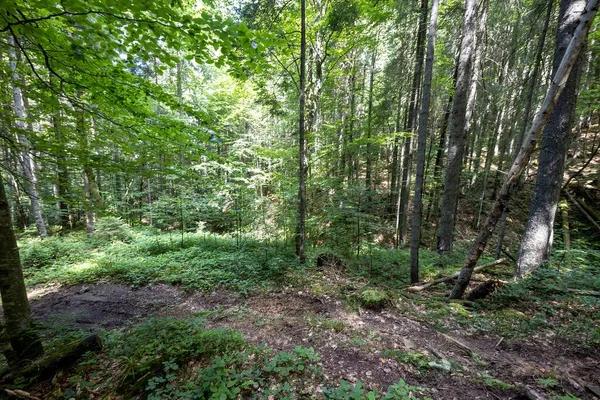 Ukrayna Karpatlarının Dağ Ormanı.