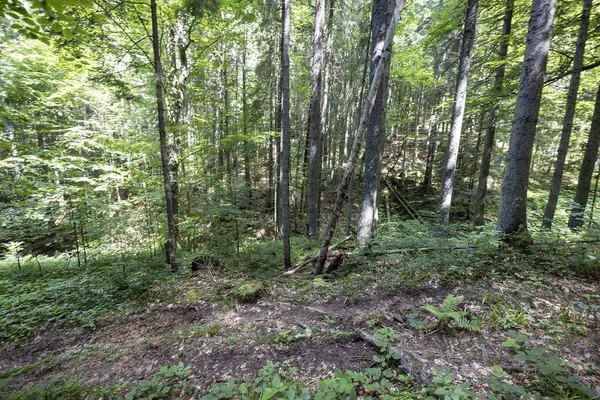 Ukrayna Karpatlarının Dağ Ormanı.