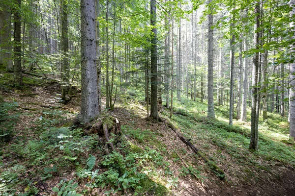 Ukrayna Karpatlarının Dağ Ormanı.