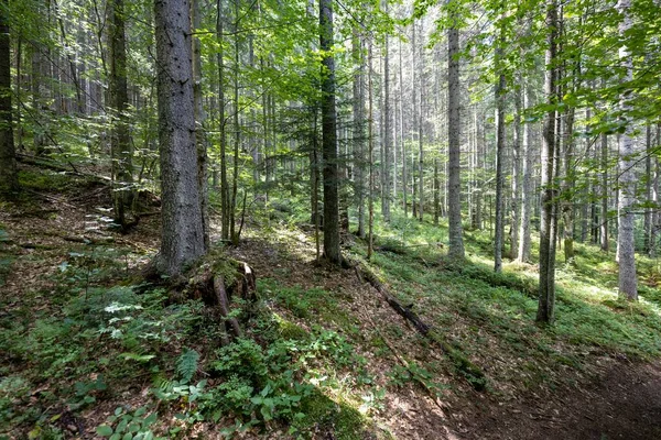 Bosque Montaña Los Cárpatos Ucranianos — Foto de Stock