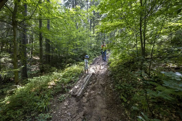 Ukrayna Karpatlarının Dağ Ormanı.