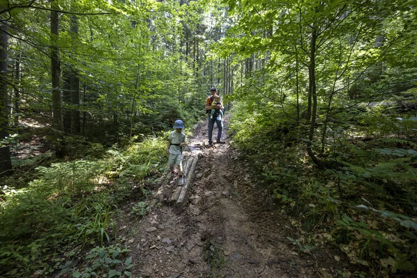 Ukrayna Karpatlarının Dağ Ormanı.