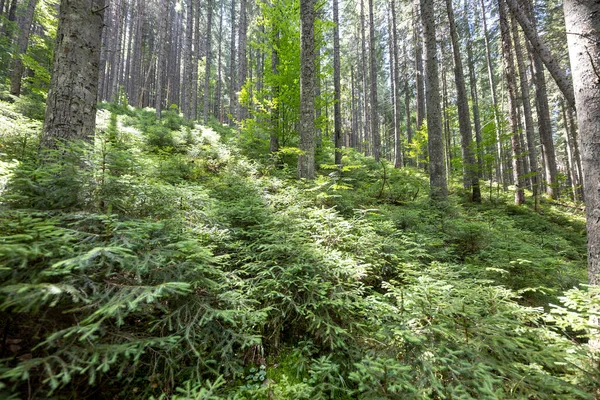 Ukrayna Karpatlarının Dağ Ormanı.