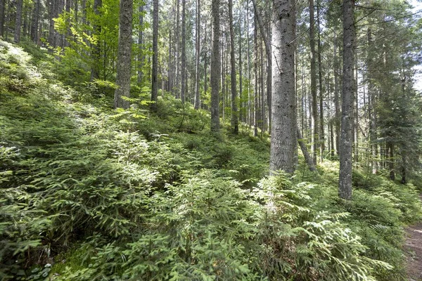 Ukrayna Karpatlarının Dağ Ormanı.