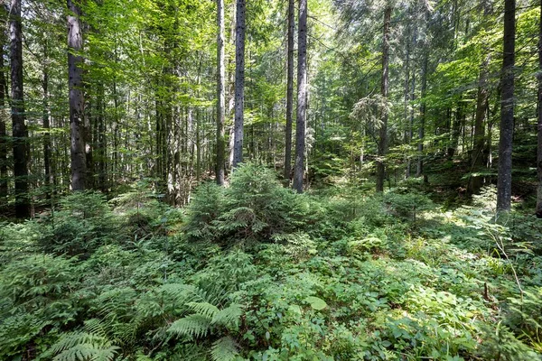 Ukrayna Karpatlarının Dağ Ormanı.