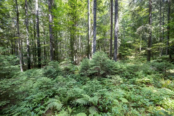 Ukrayna Karpatlarının Dağ Ormanı.