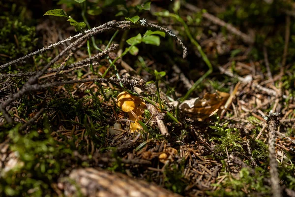 Bir yaz günü dağ ormanında mantar. Makro görünümü kapat.