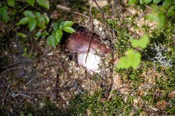 Bir yaz günü dağ ormanında mantar. Makro görünümü kapat.