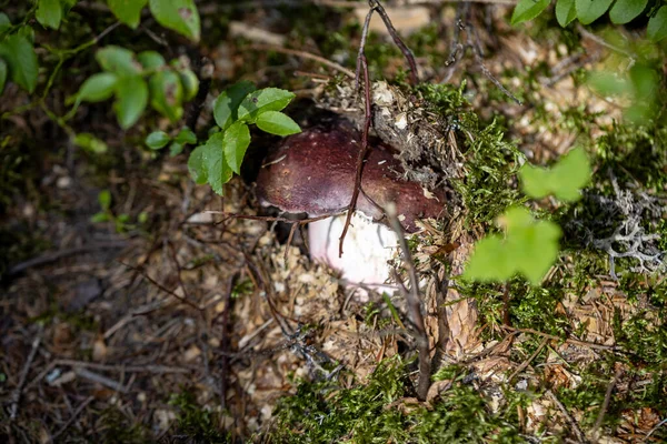 Bir yaz günü dağ ormanında mantar. Makro görünümü kapat.