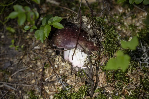 Bir yaz günü dağ ormanında mantar. Makro görünümü kapat.