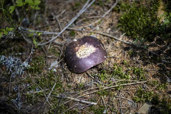 Bir yaz günü dağ ormanında mantar. Makro görünümü kapat.