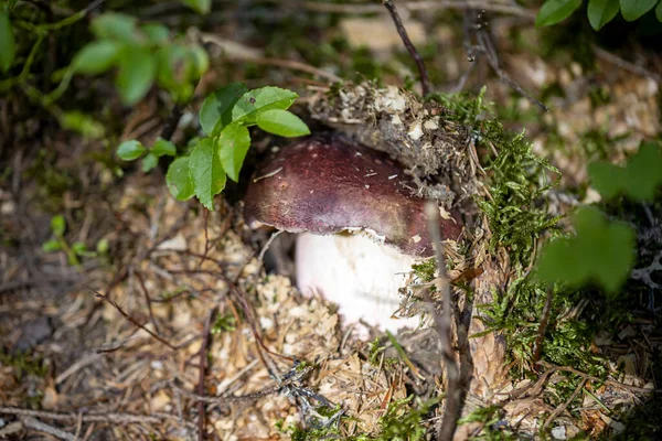 Bir yaz günü dağ ormanında mantar. Makro görünümü kapat.