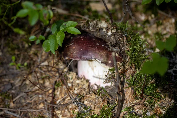 Bir yaz günü dağ ormanında mantar. Makro görünümü kapat.