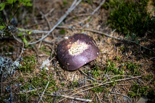 Bir yaz günü dağ ormanında mantar. Makro görünümü kapat.