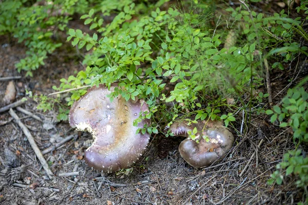 Mushroom Mountain Forest Summer Day Close Macro View — Fotografia de Stock