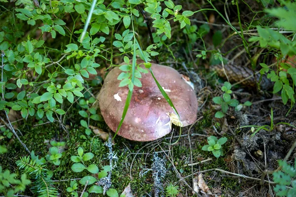 Bir yaz günü dağ ormanında mantar. Makro görünümü kapat.