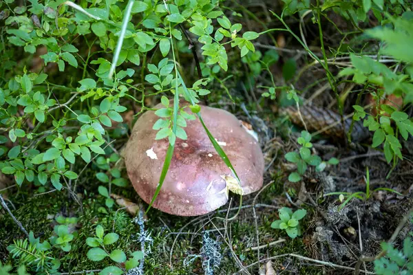 Bir yaz günü dağ ormanında mantar. Makro görünümü kapat.