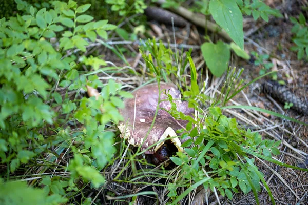 Pilz Bergwald Einem Sommertag Makro Ansicht Aus Nächster Nähe — Stockfoto